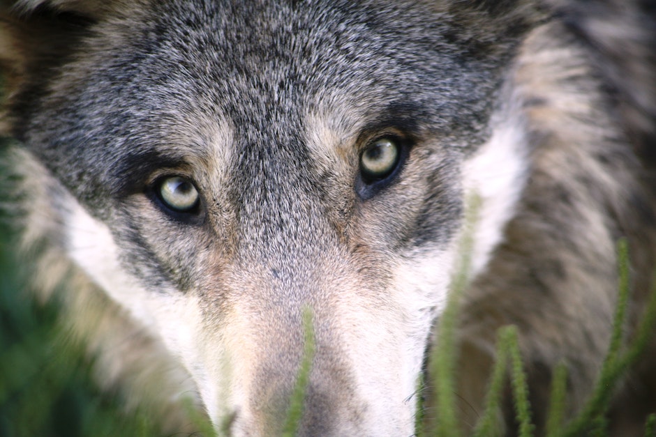 Ausschnitt eines Gesichtes eines Wolfes. Tiefer Blick in die Kamera. Teil der Schnauze sichtbar, liegt auf grüner Wiese.