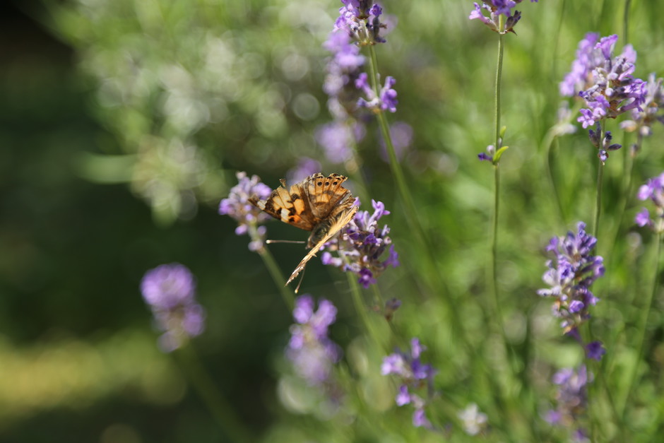 Schmetterling auf einer Lavendelblüte, dahinter verschwommen eine grüne Wiese. Schmetterling im Mittelpunkt des Bildes.