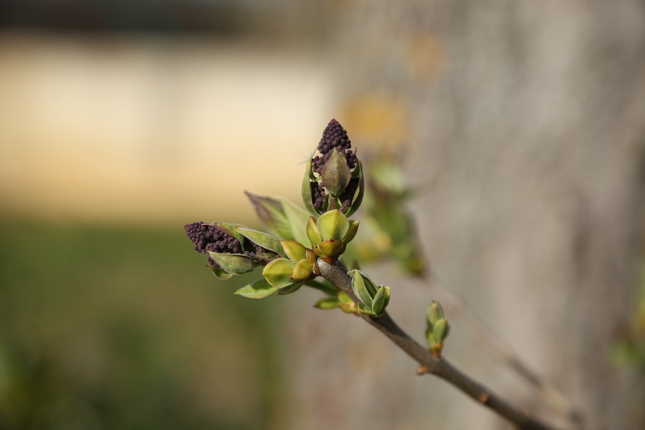 Aufblühende Knospe in violett und grün, verschwommener Hintergrund - Knospe vermutlich Flieder...