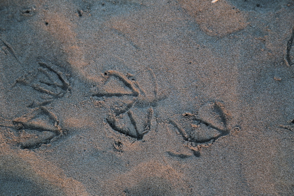 Vogelspuren im Sand